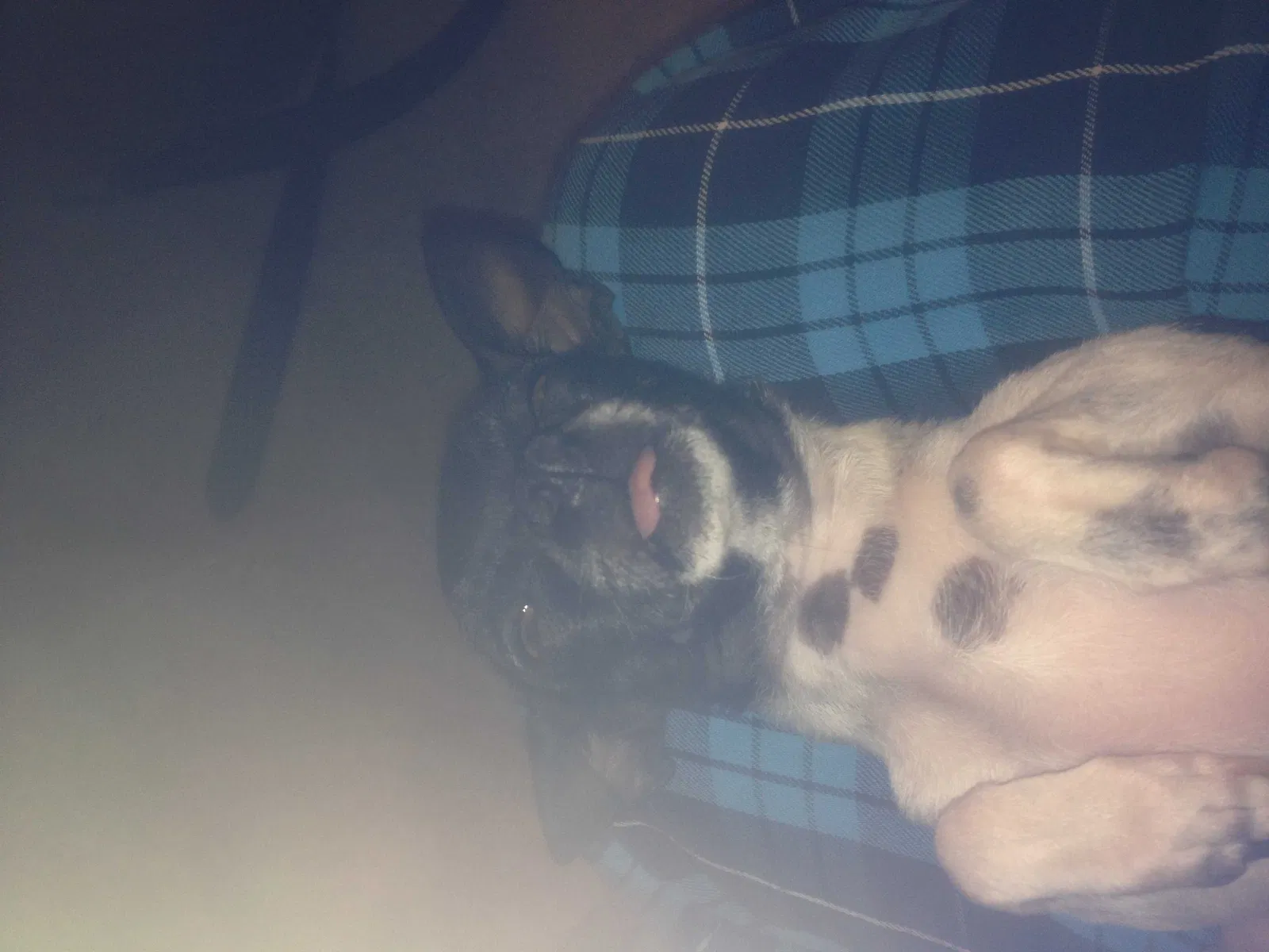 Lost dog in Las Vegas, NV, 89142