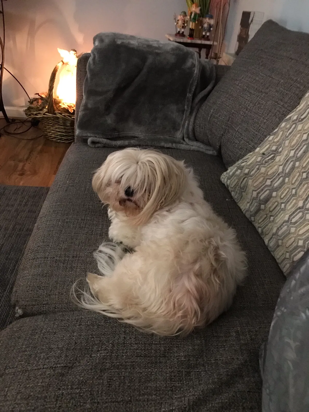 Lost dog in Guntersville, AL, 35976