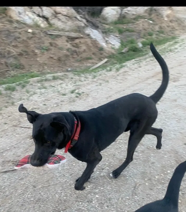 Lost dog in Homeland, CA, 92548