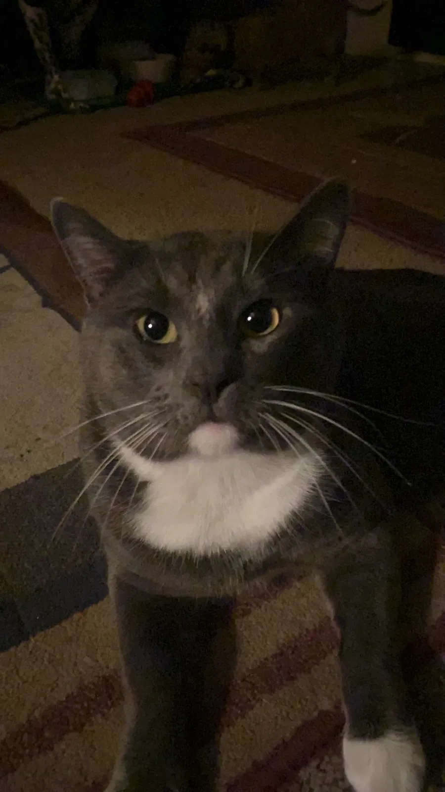 Lost cat in Portland, OR, 97220
