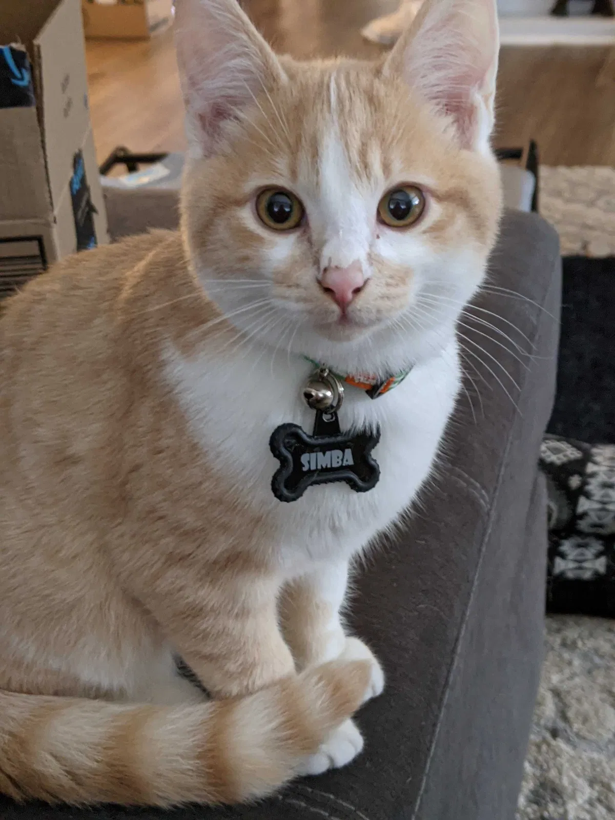 Lost cat in Tacoma, WA, 98405