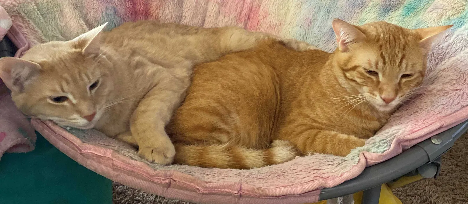 Lost cat in Pensacola, FL, 32526