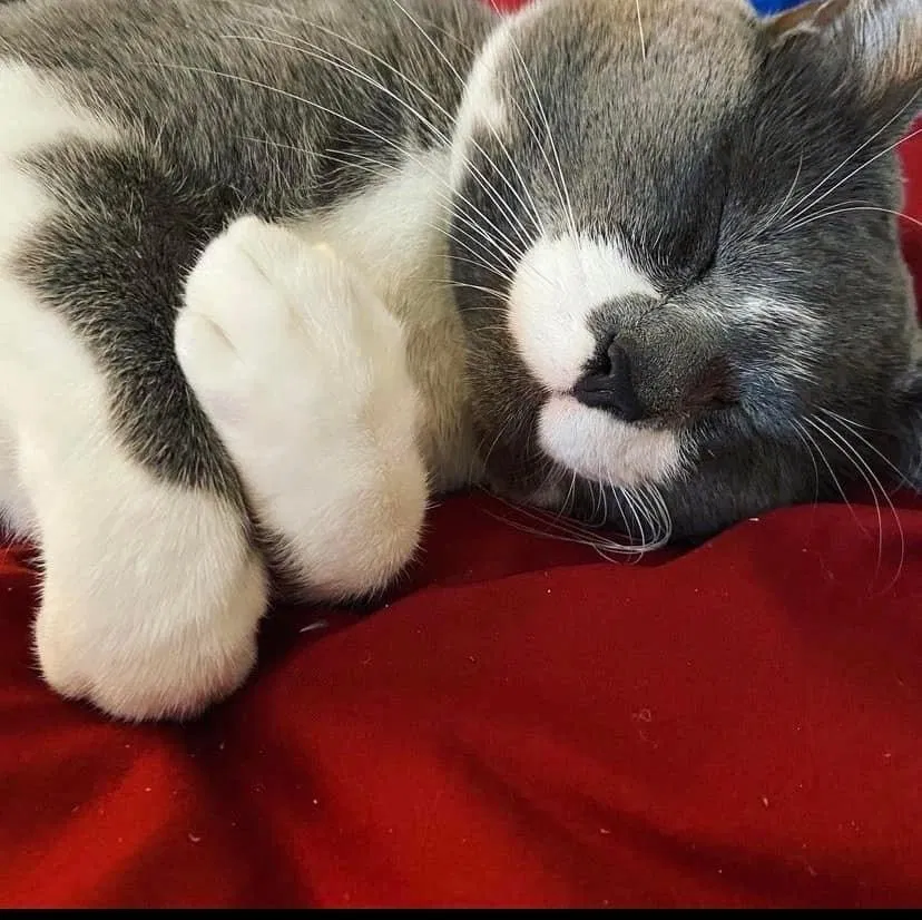 Lost cat in Tallahassee, FL, 32303