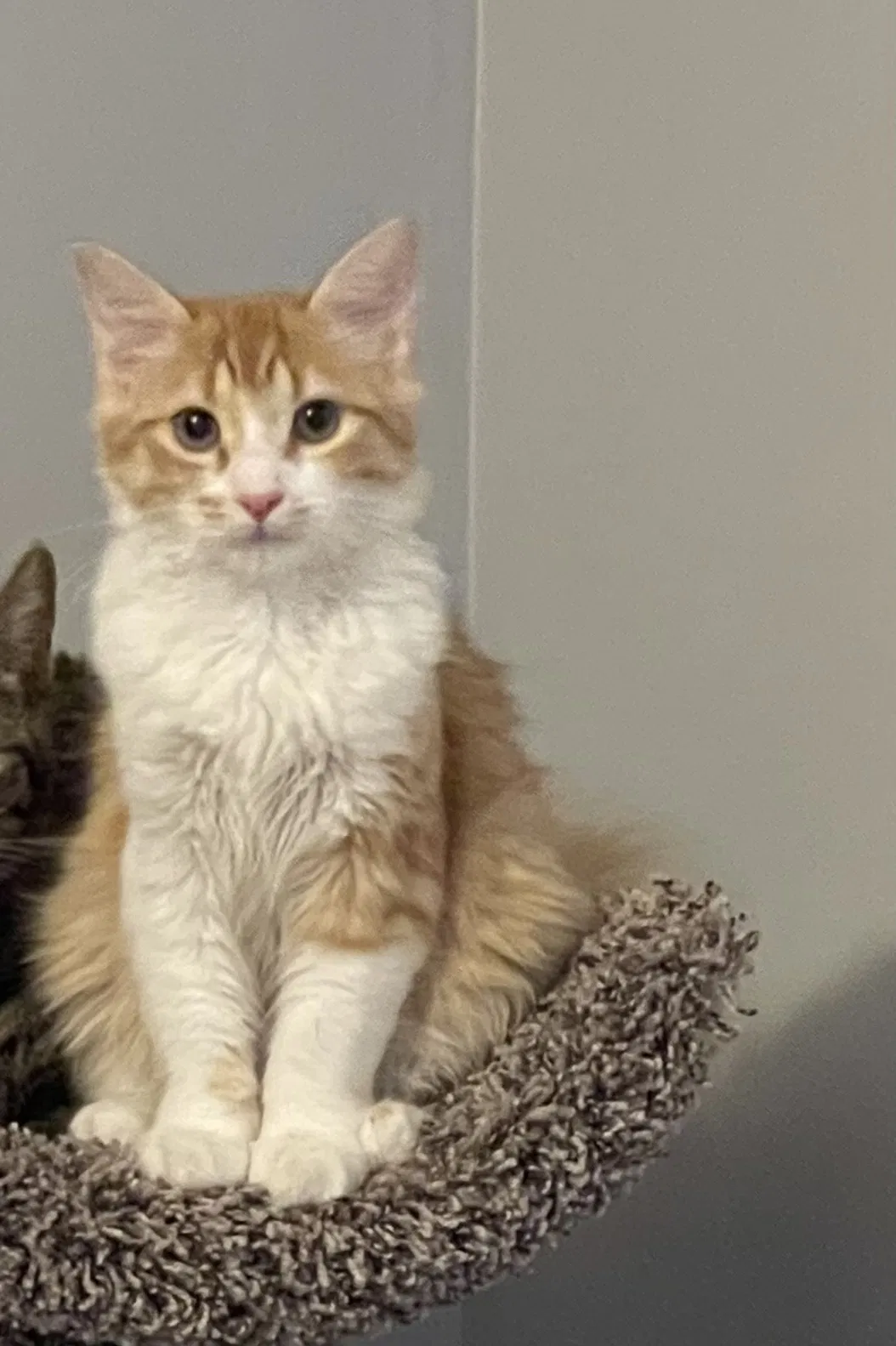 Lost cat in Goose Creek, SC, 29445