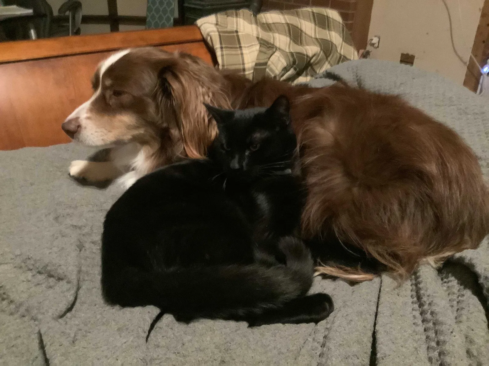 Lost cat in Gig Harbor, WA, 98335