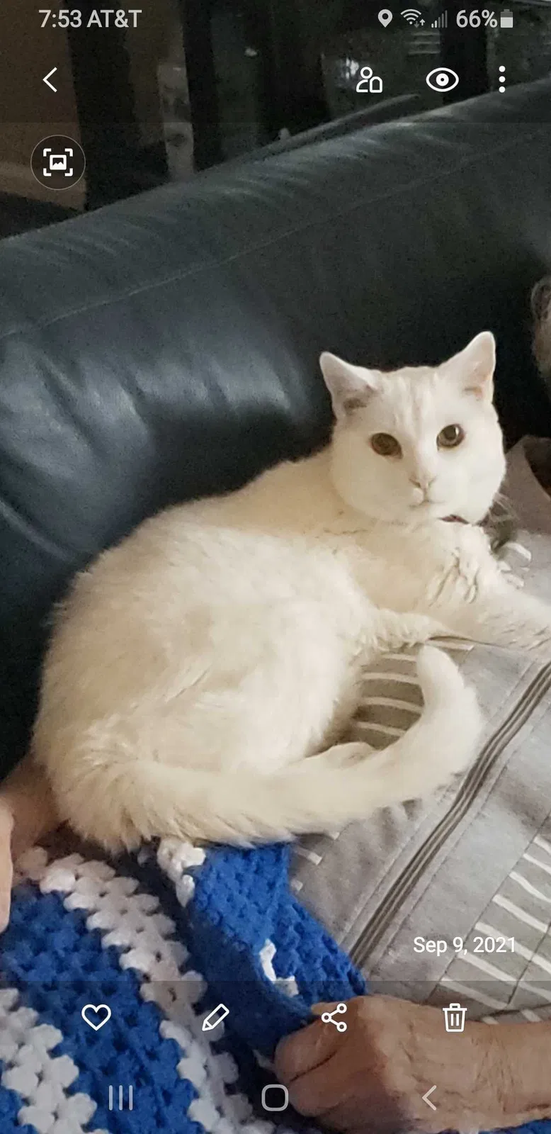 Lost cat in Gilbert, AZ, 85295