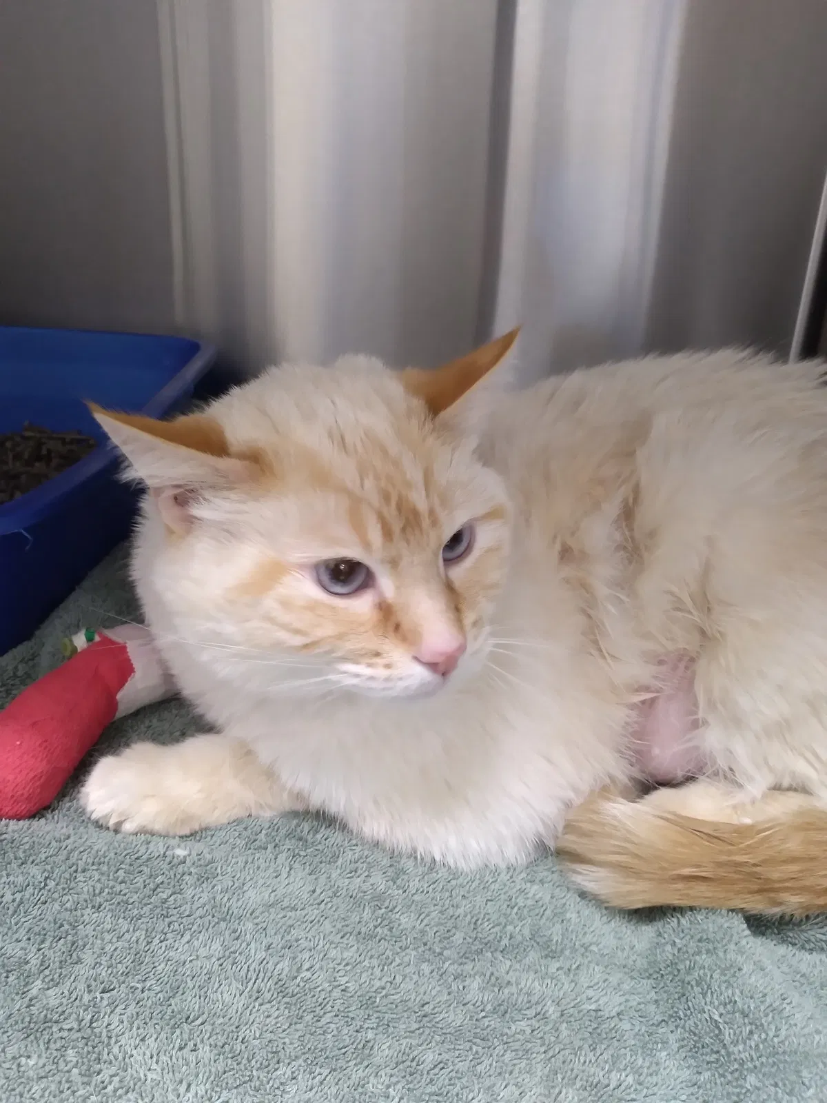 Lost cat in Henderson, NV, 89014