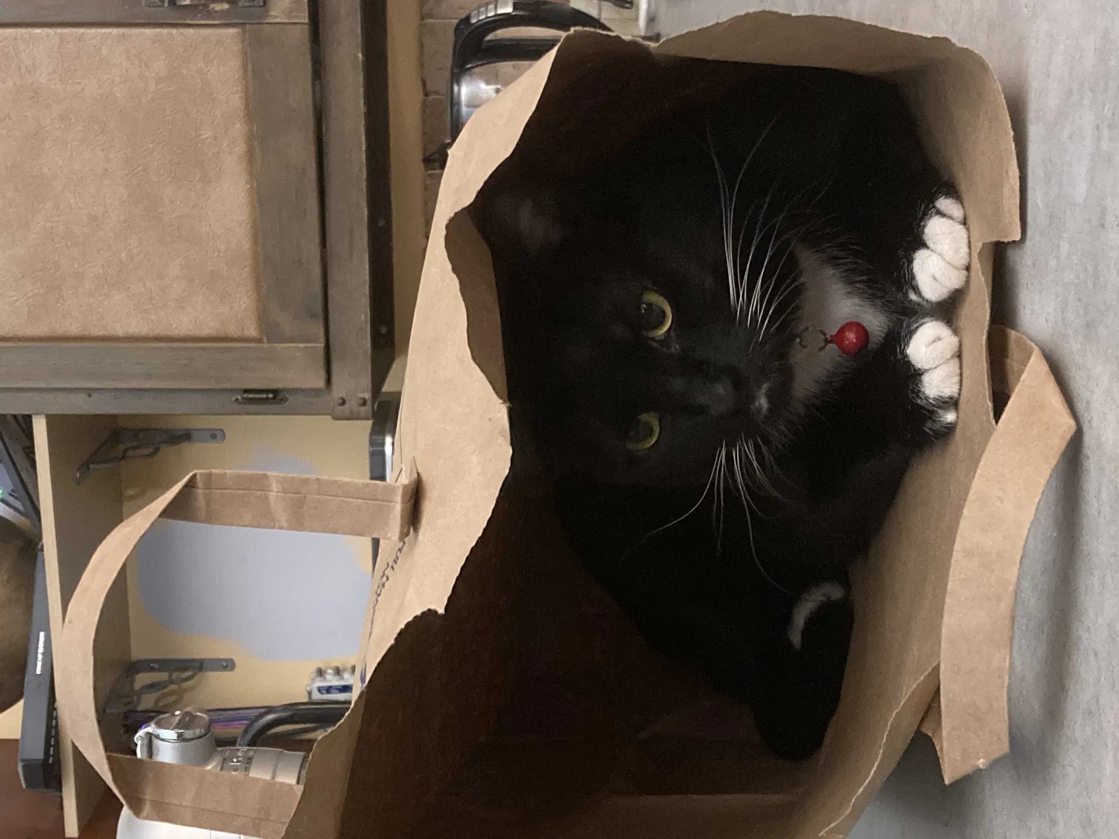 Lost cat in Redmond, WA, 98052