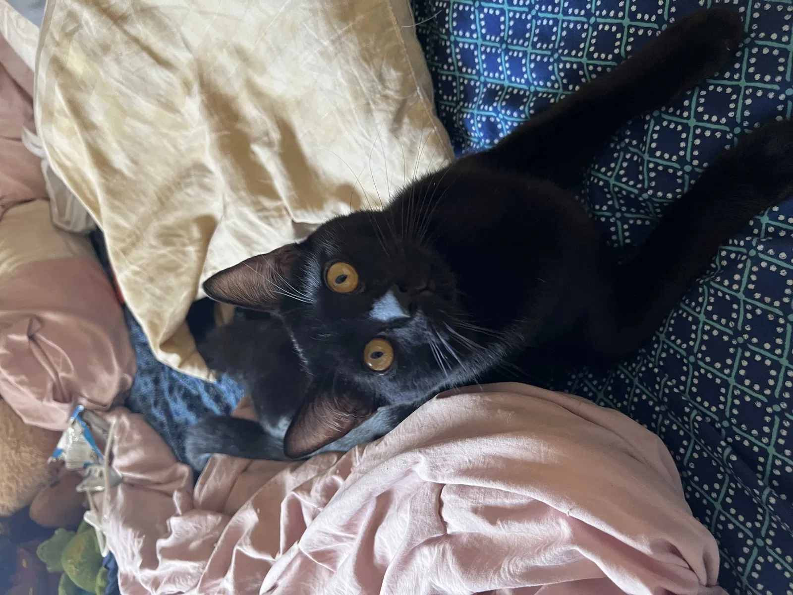 Lost cat in Tucson, AZ, 85715