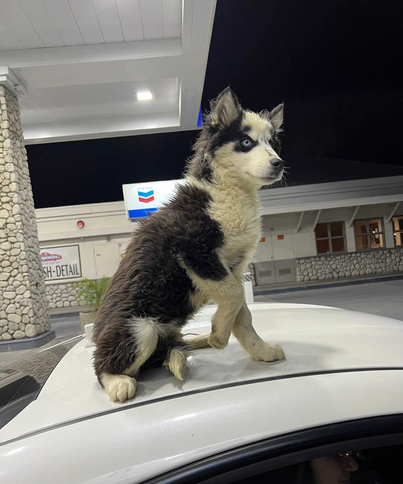 Lost dog in San Diego, CA, 92128