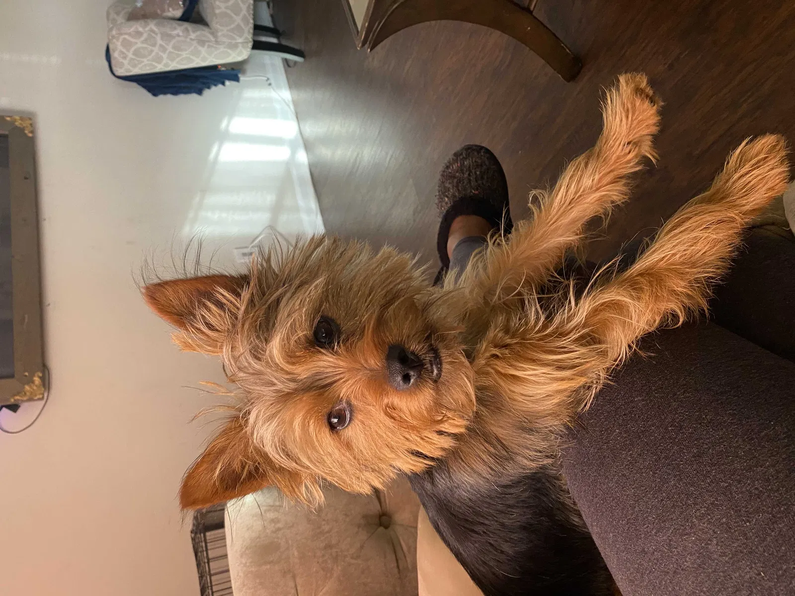 Lost dog in Riverdale, GA, 30274