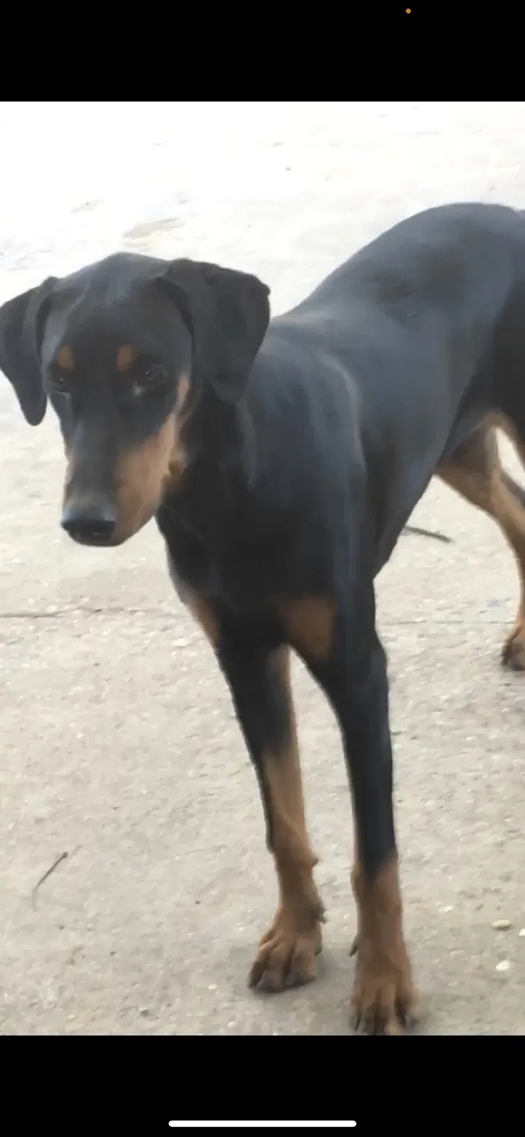 Lost dog in Fort Worth, TX, 76111
