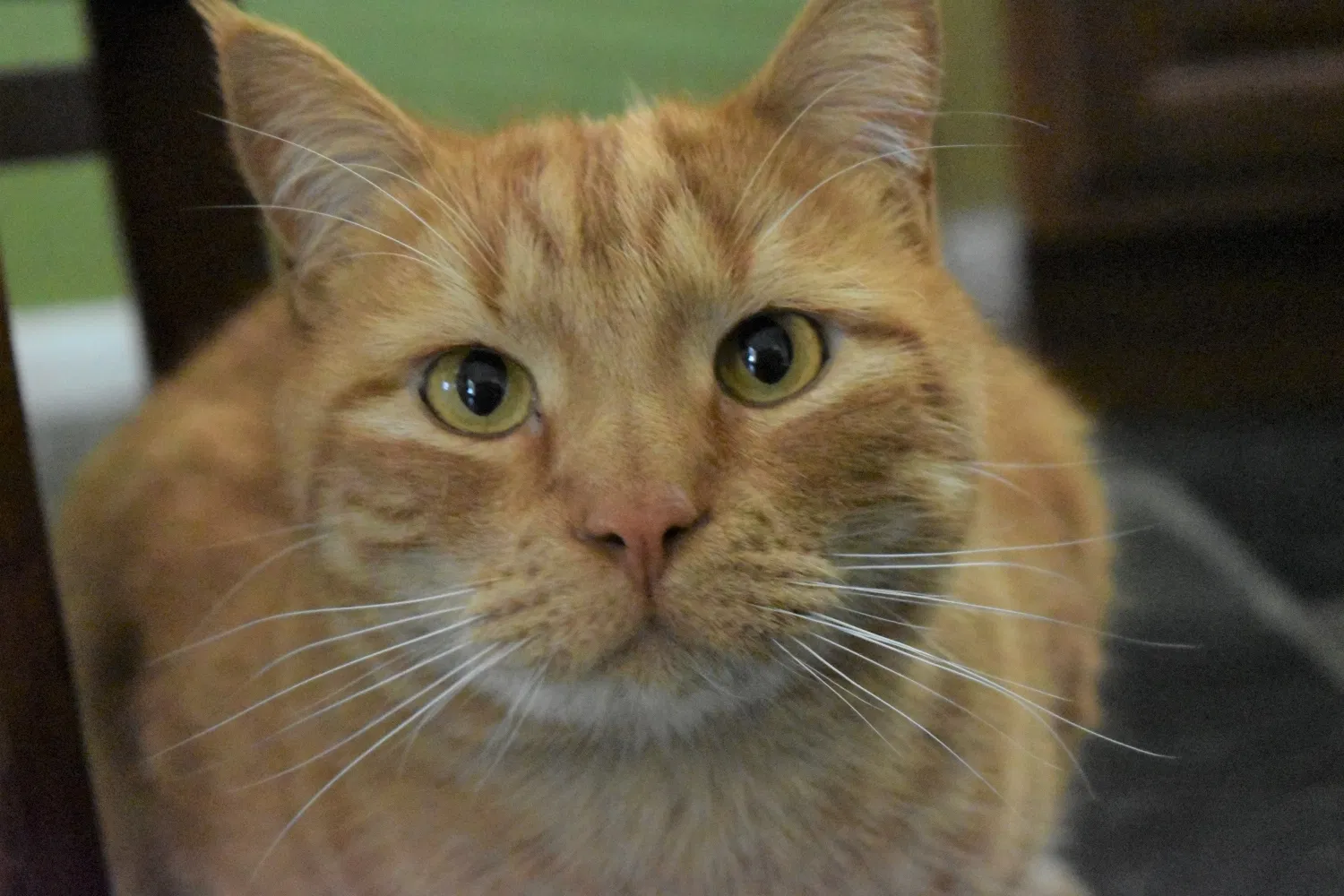 Lost cat in Chandler, AZ, 85225