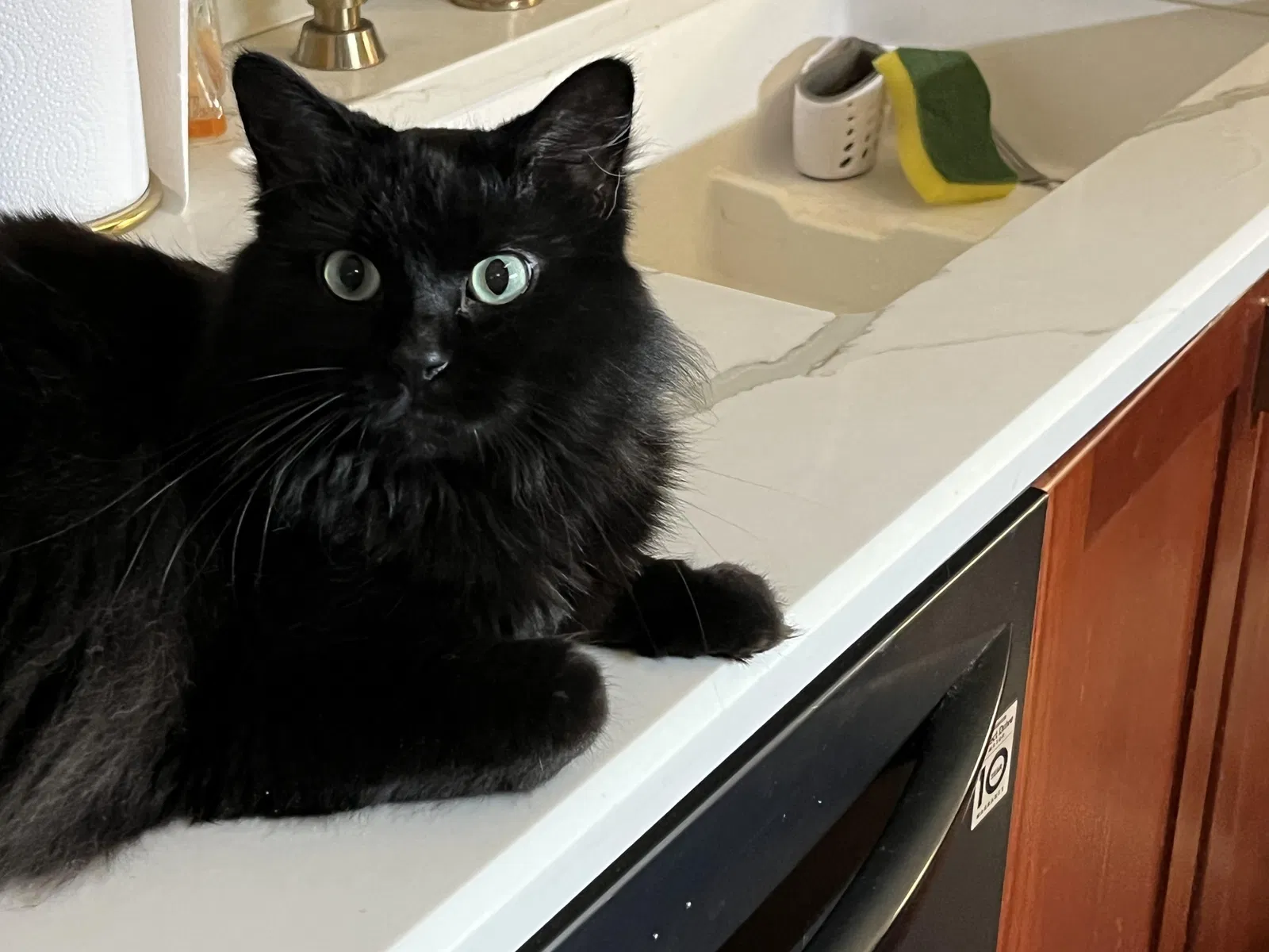 Lost cat in Ballwin, MO, 63021