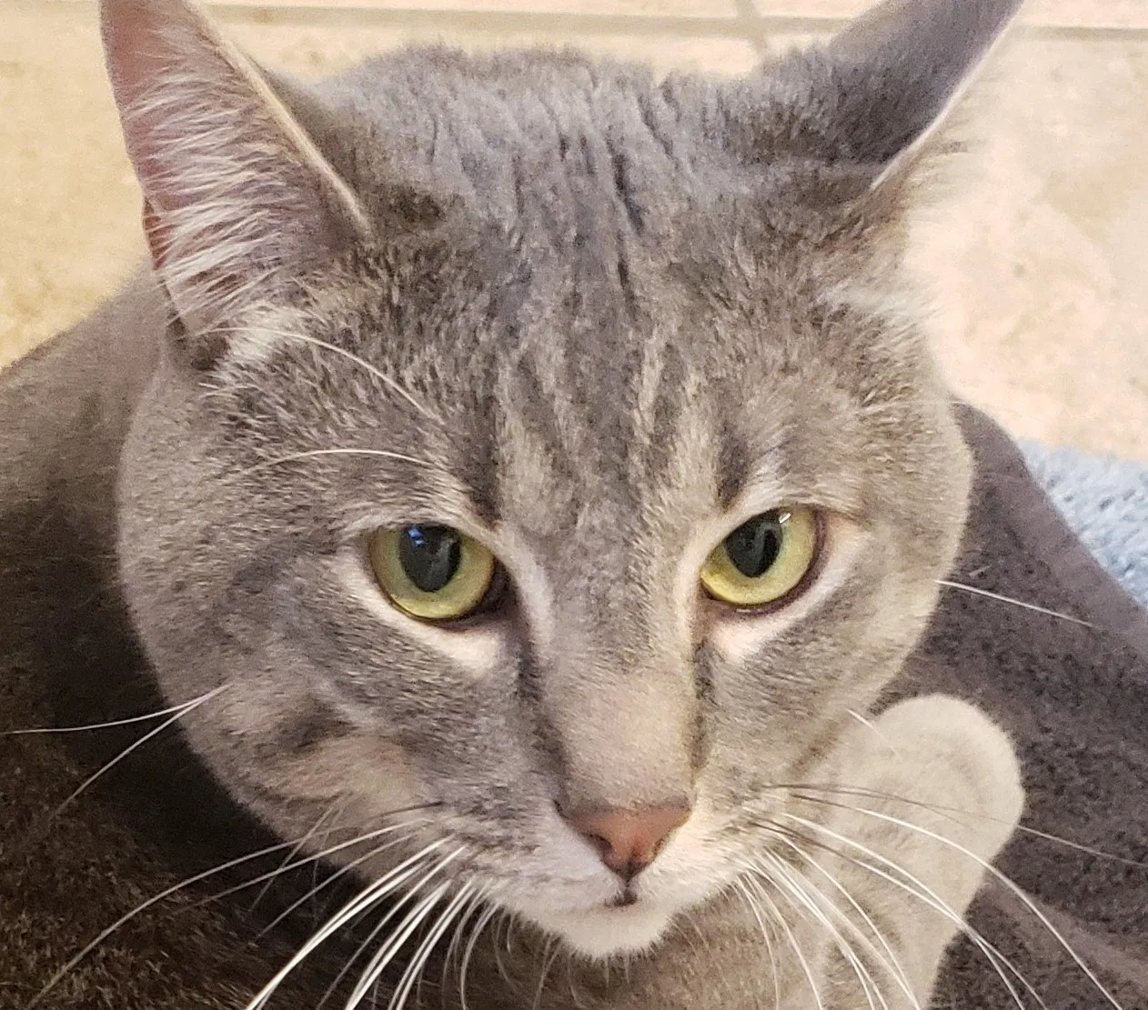 Lost cat in League City, TX, 77573