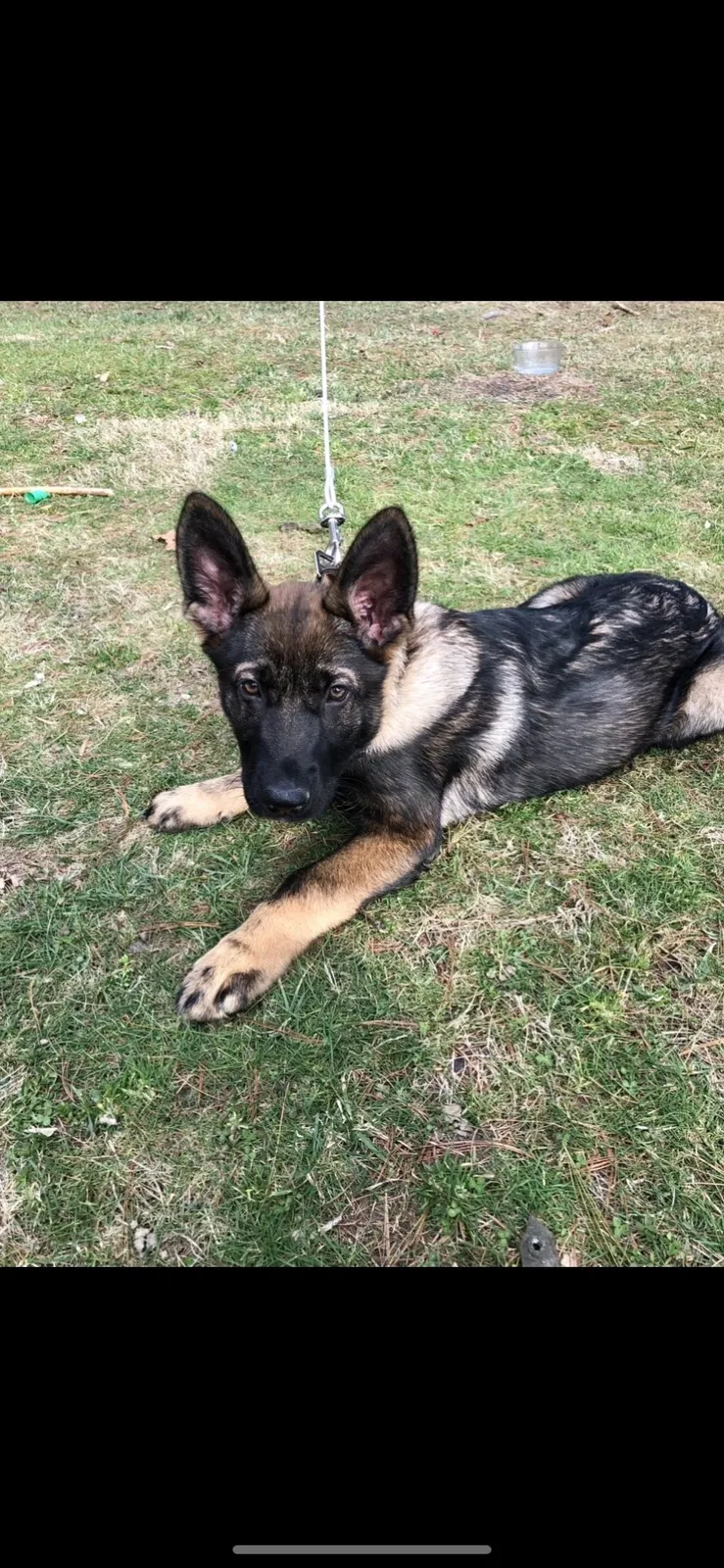 Lost dog in Galax, VA, 24333