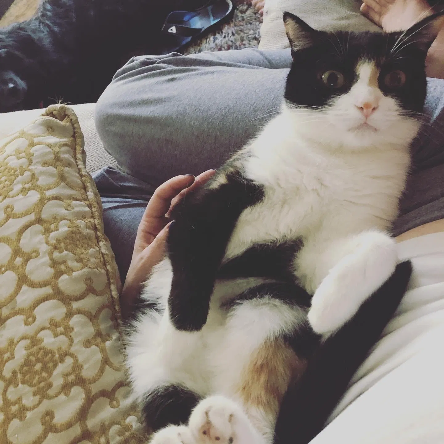 Lost cat in Birmingham, AL, 35206
