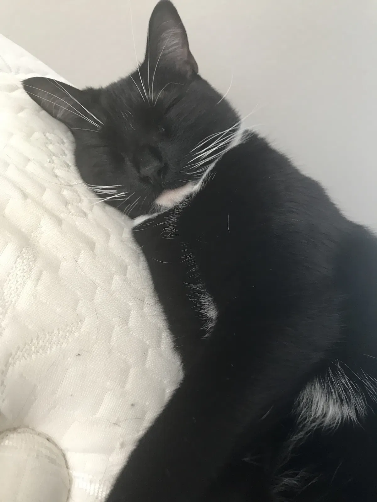Lost cat in Dickinson, TX, 77539