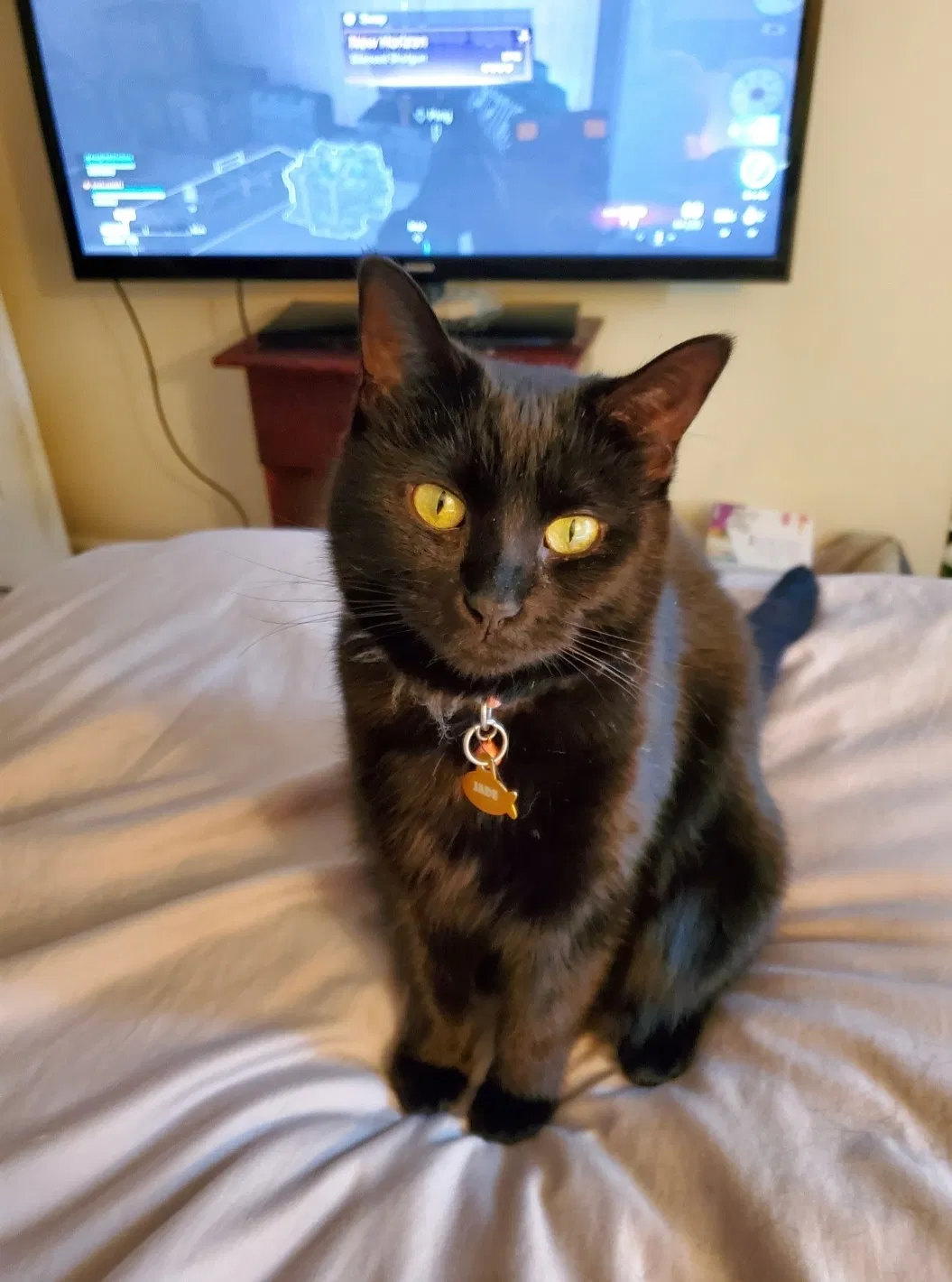 Lost cat in Harpers Ferry, WV, 25425