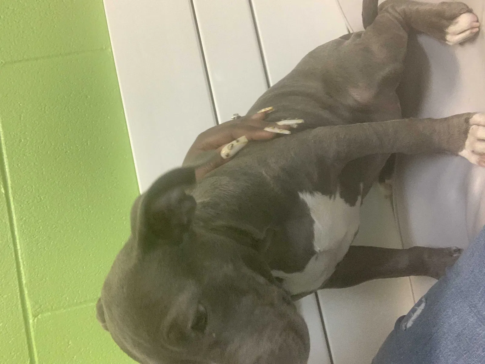 Lost dog in Montgomery, AL, 36116