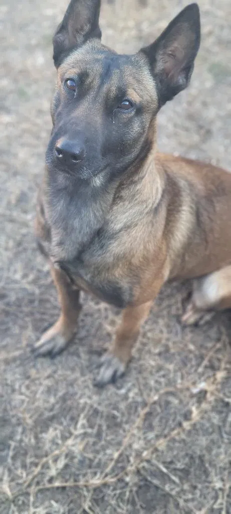 Lost dog in Kennedale, TX, 76060