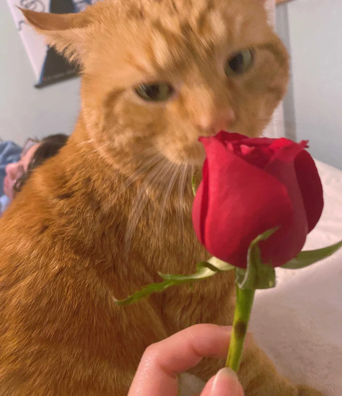 Lost cat in Anchorage, AK, 99504