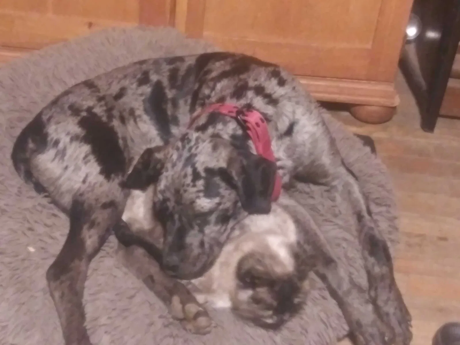 Lost dog in Fairview, NC, 28730
