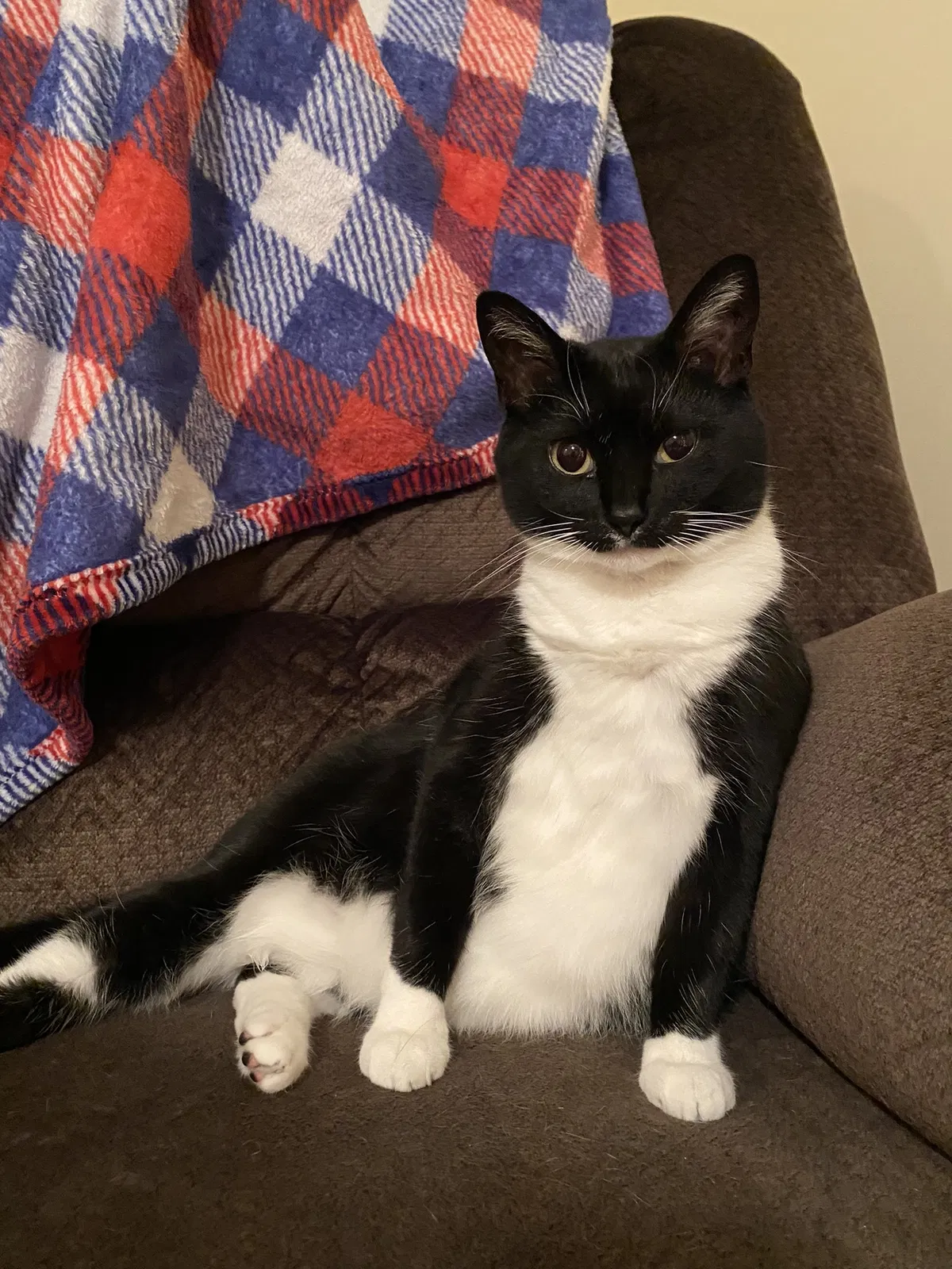 Lost cat in Chattanooga, TN, 37415