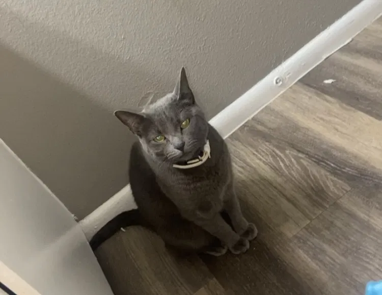 Lost cat in Albuquerque, NM, 87123