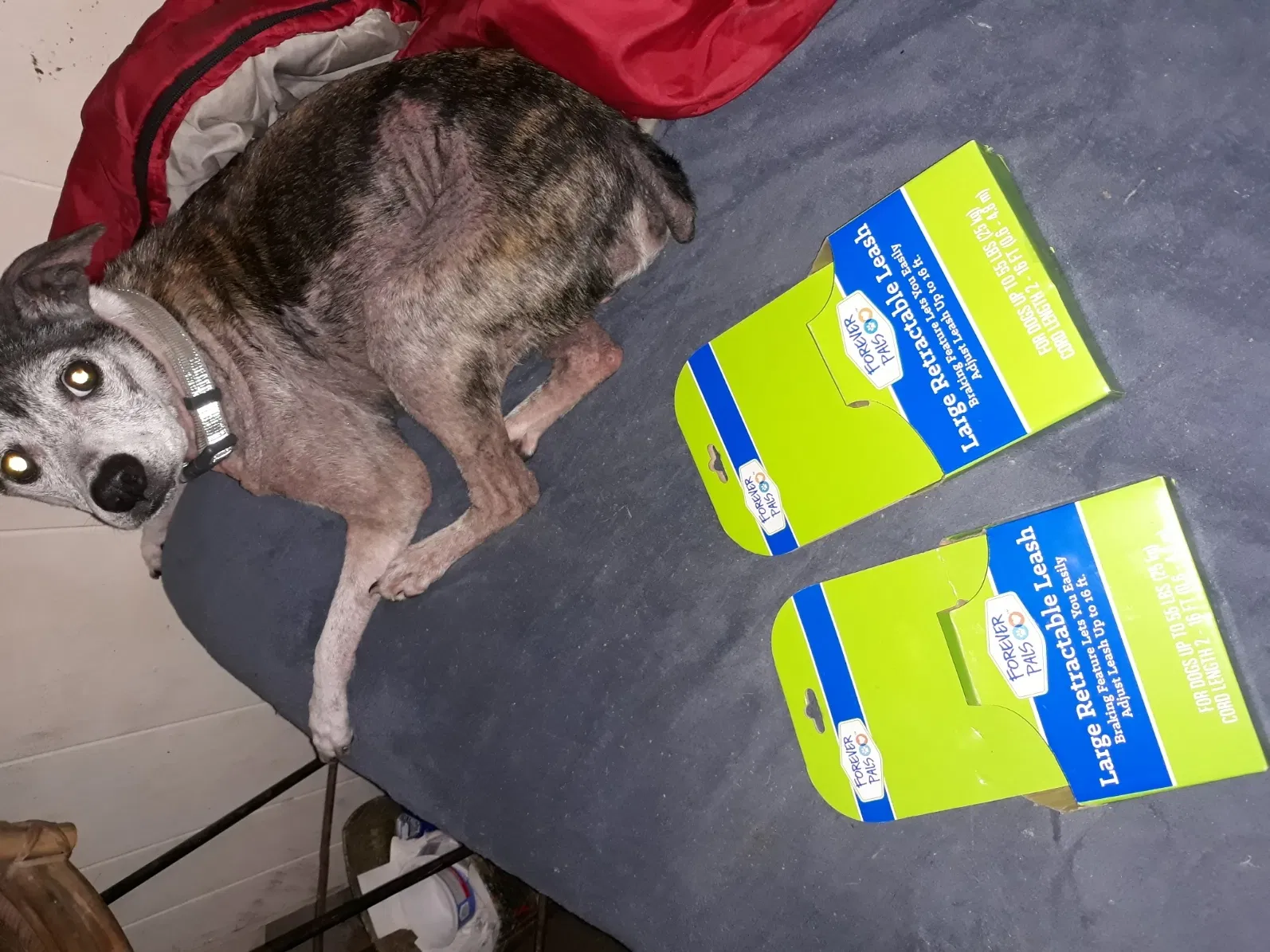 Lost dog in North Charleston, SC, 29418