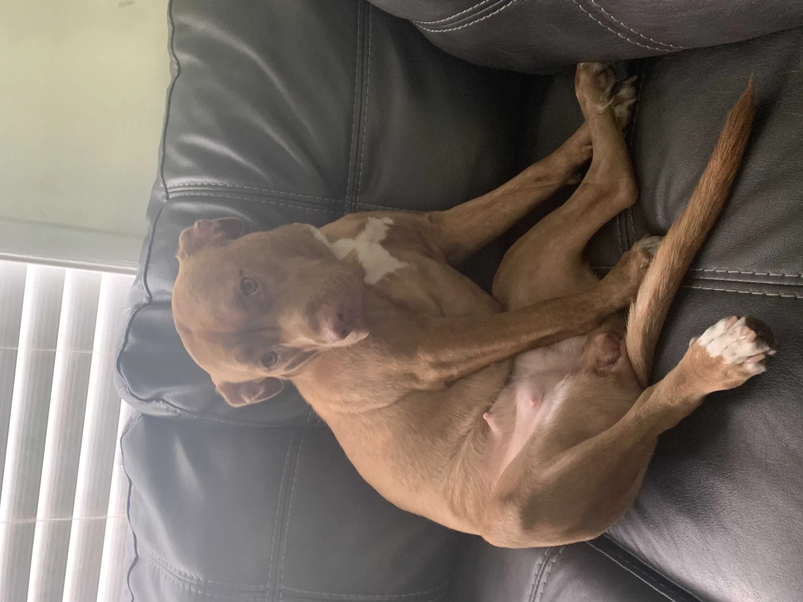 Lost dog in Jacksonville, FL, 32209