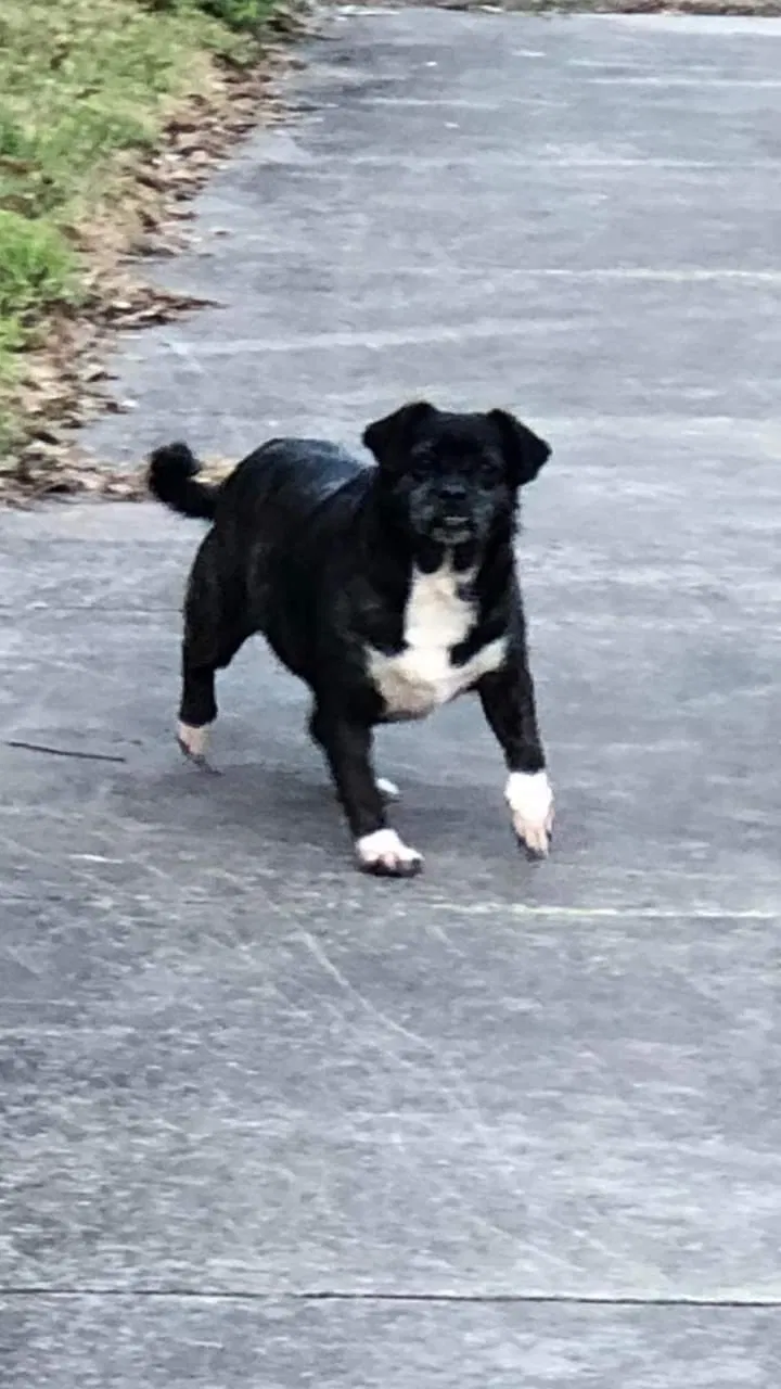Lost dog in Chattanooga, TN, 37409