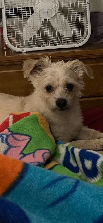 Lost dog in Portland, OR, 97236