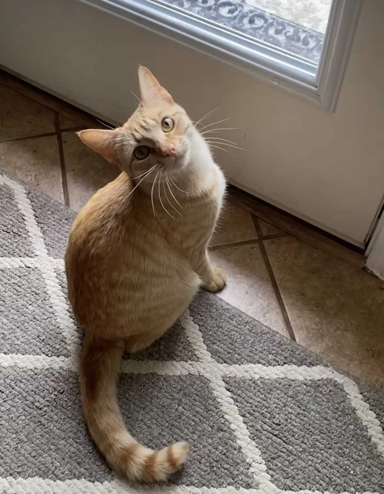Lost cat in Birmingham, AL, 35223