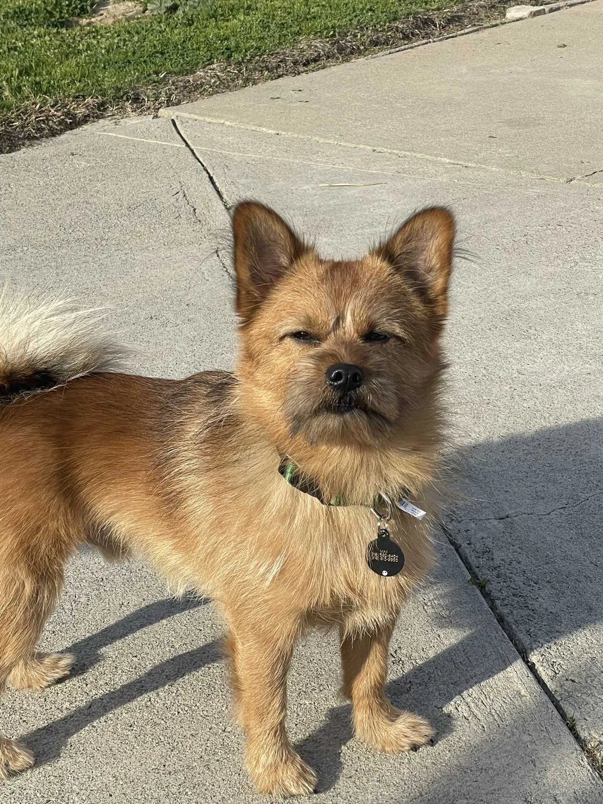 Lost dog in North Highlands, CA, 95660