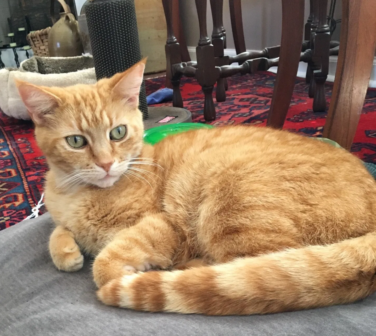 Lost cat in Mobile, AL, 36619