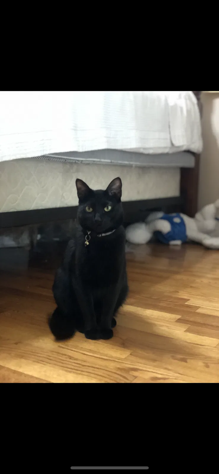 Lost cat in Houston, TX, 77082