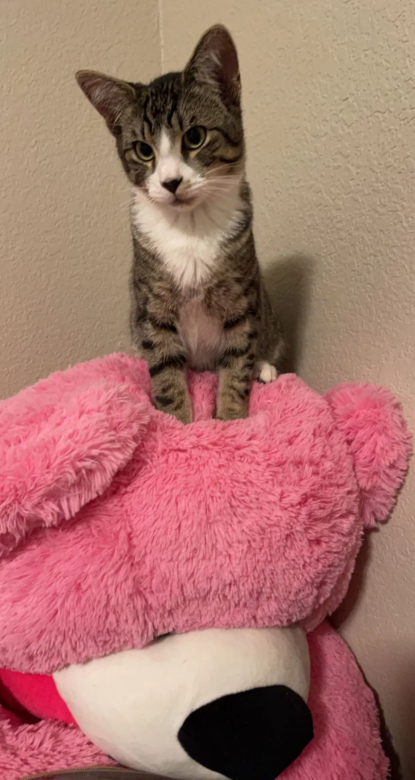 Lost cat in Bellevue, WA, 98007