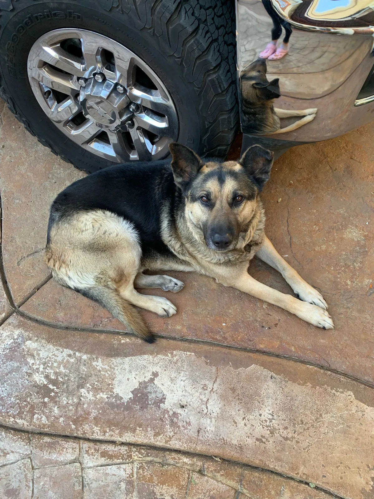 Lost dog in Oakland, CA, 94621