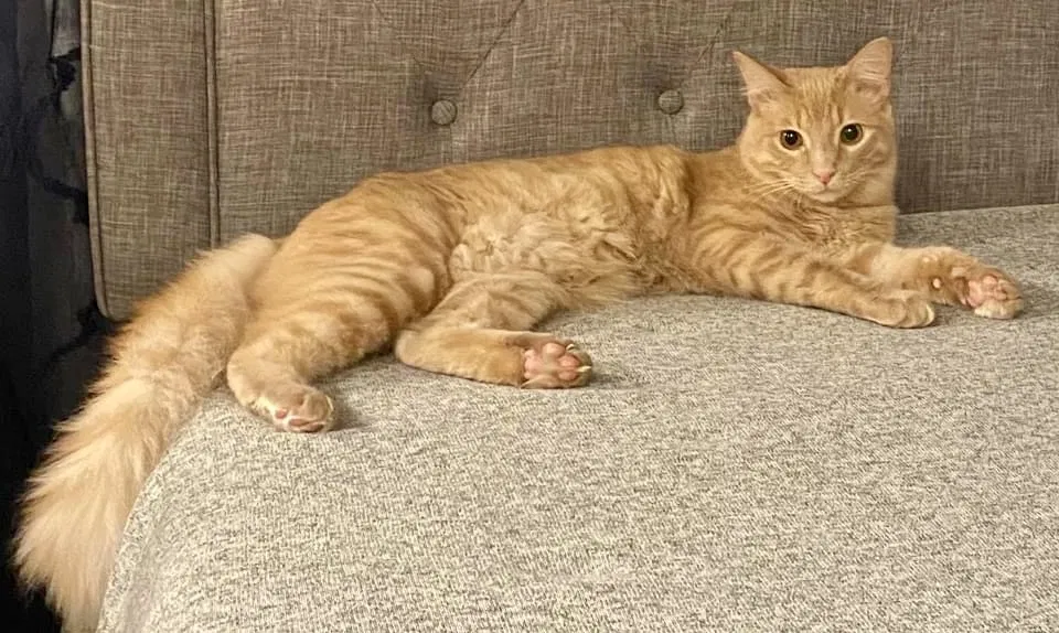 Lost cat in Lewisville, TX, 75077
