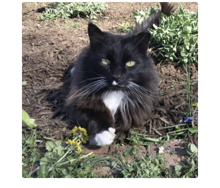 Lost cat in Indianapolis, IN, 46203