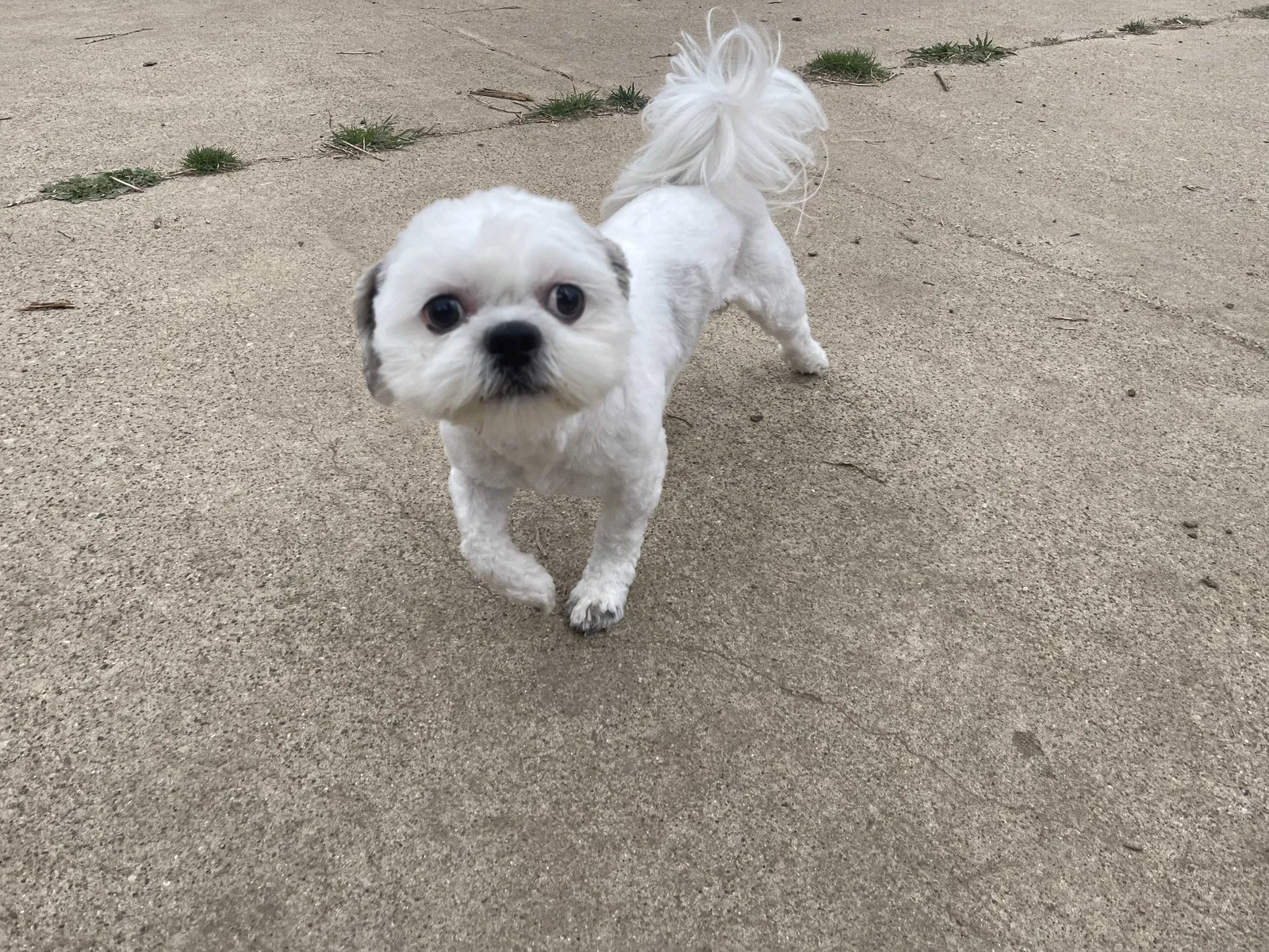 Lost dog in Garland, TX, 75043