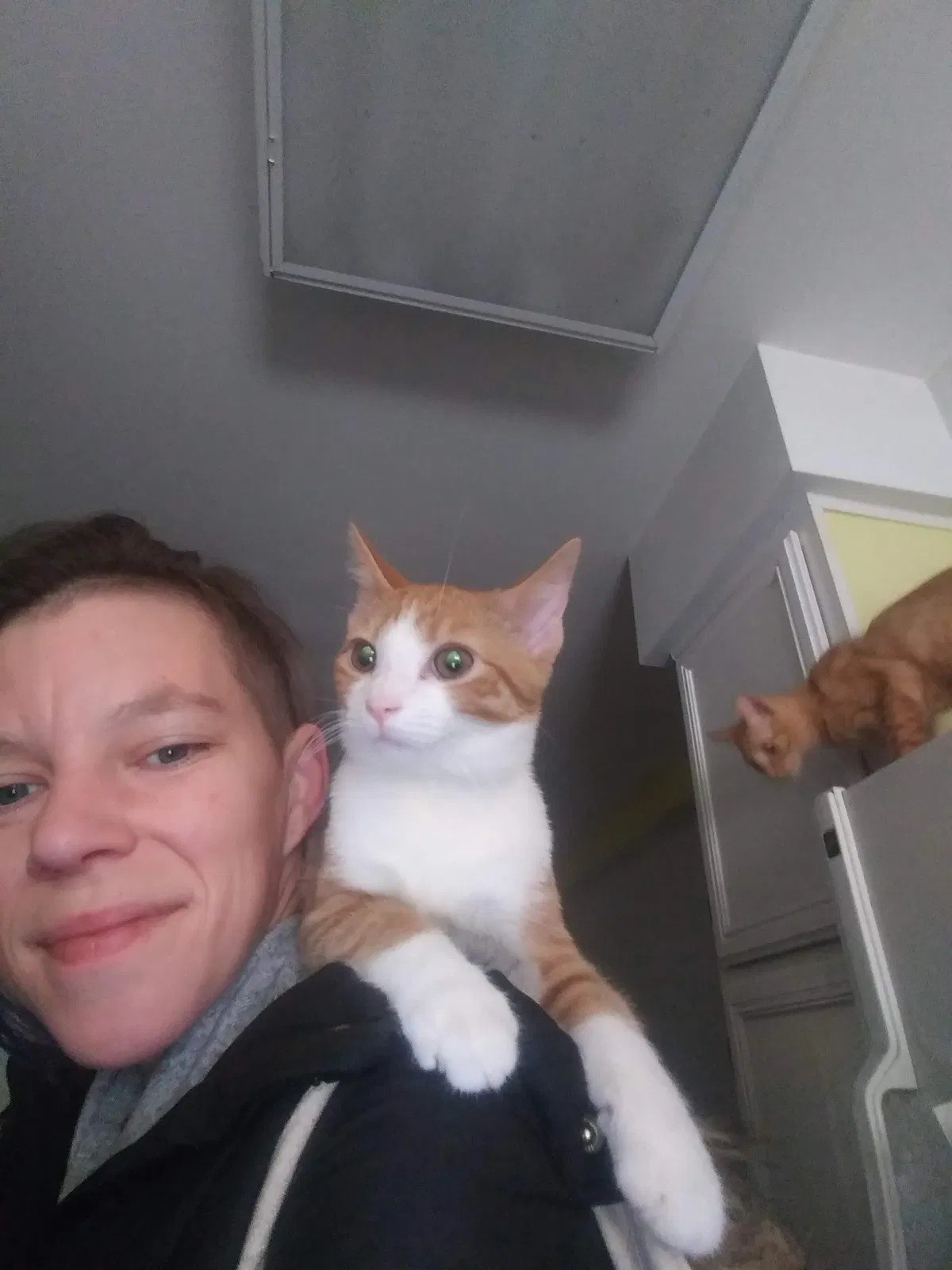 Lost cat in Louisville, KY, 40241