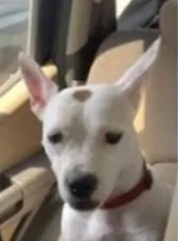 Lost dog in Austin, TX, 78744