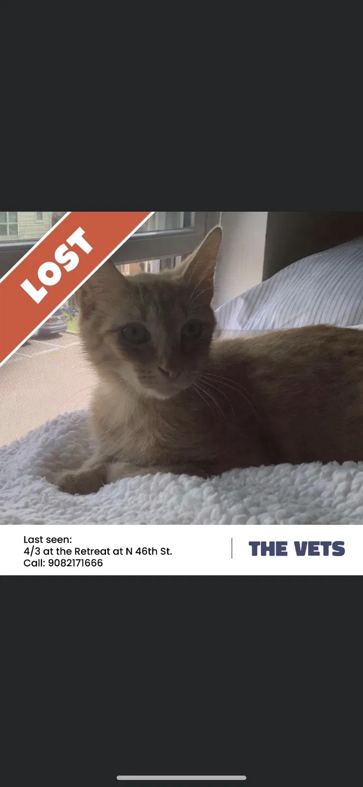Lost cat in Tampa, FL, 33617
