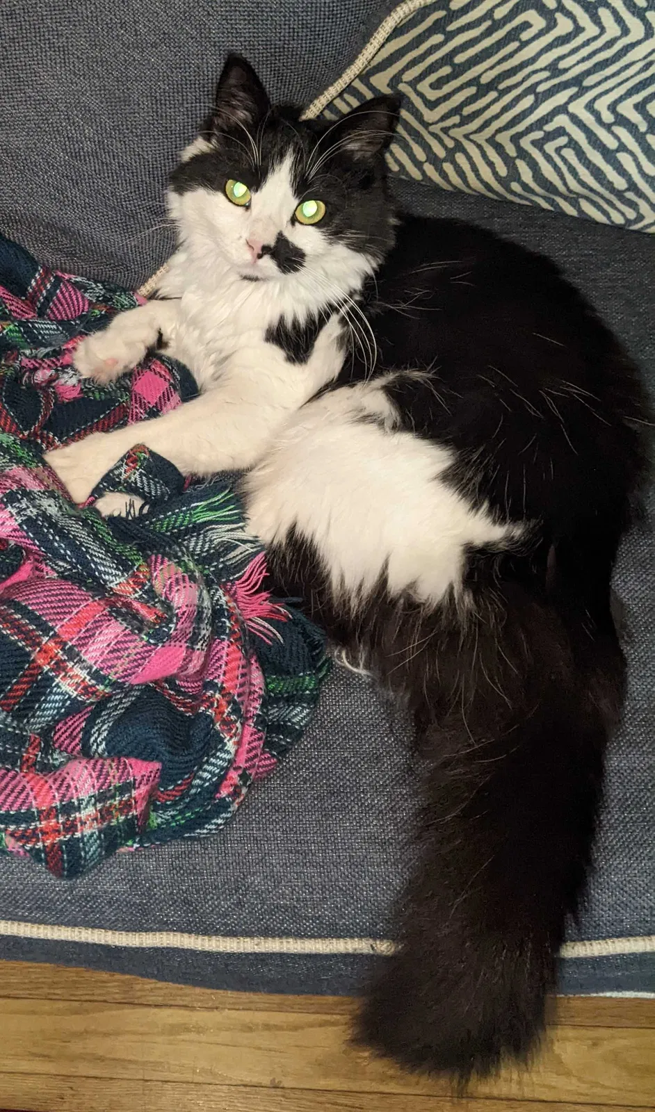 Lost cat in Newport News, VA, 23606