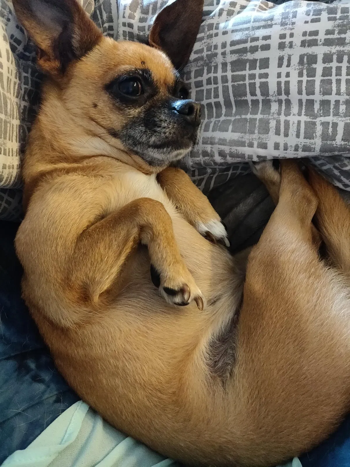 Lost dog in Ceres, CA, 95307