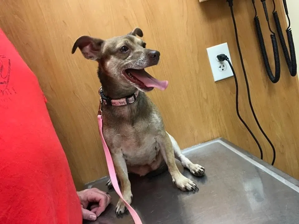 Lost dog in Cincinnati, OH, 45211