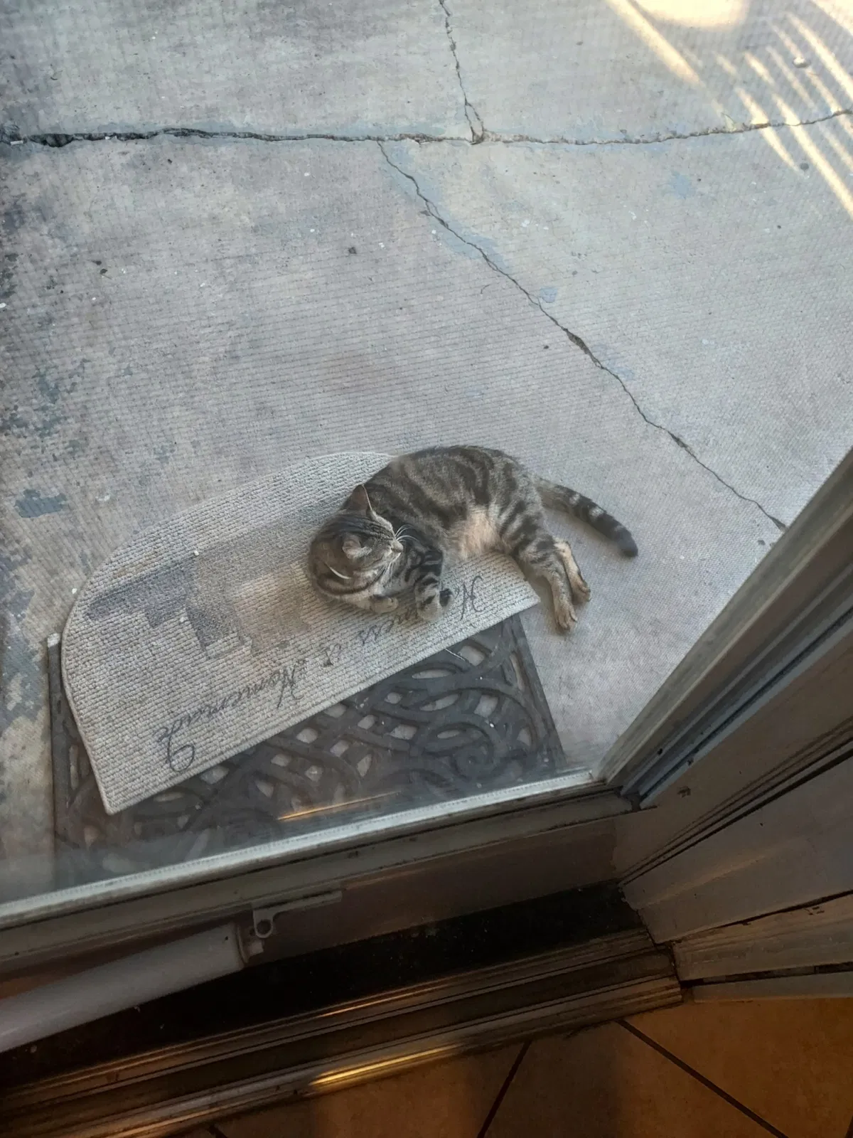 Lost cat in Marrero, LA, 70072
