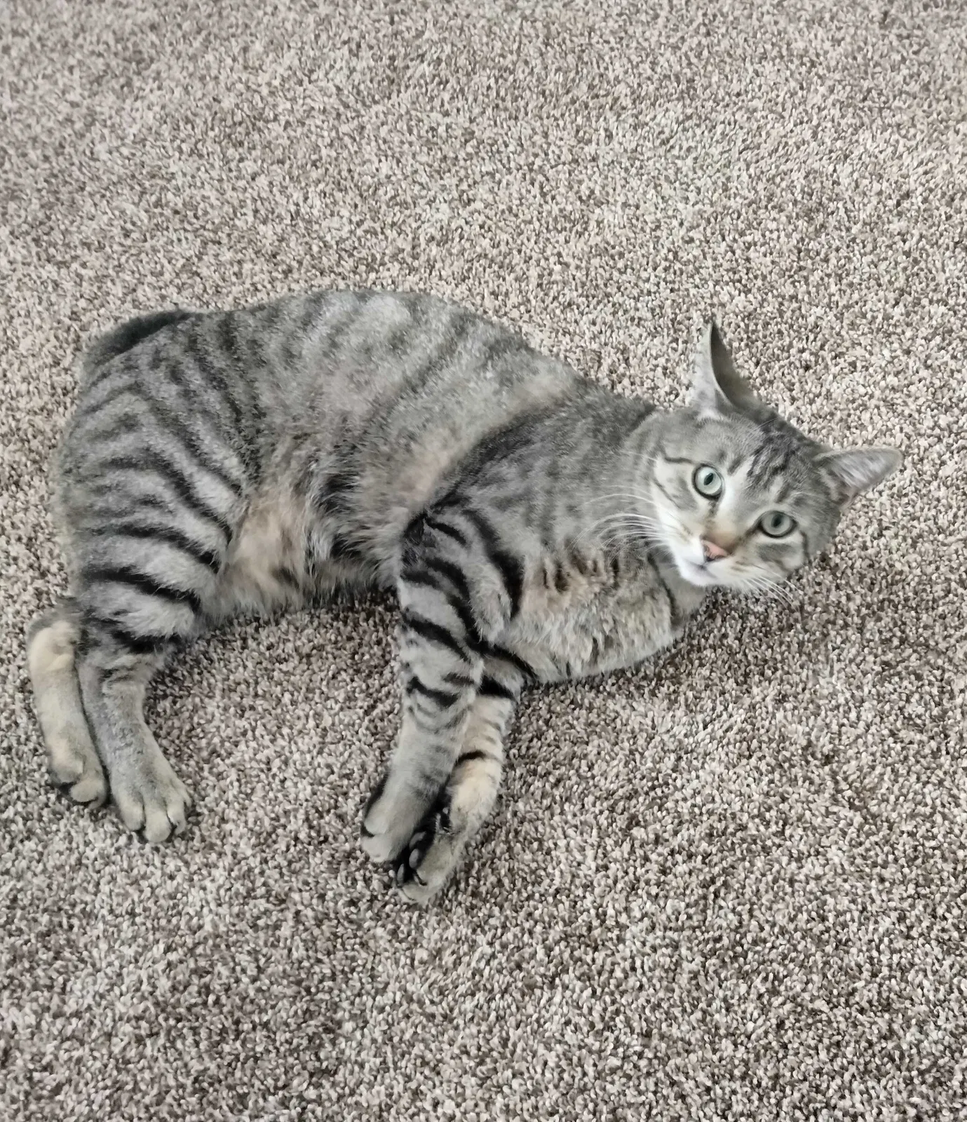 Lost cat in Bountiful, UT, 84010